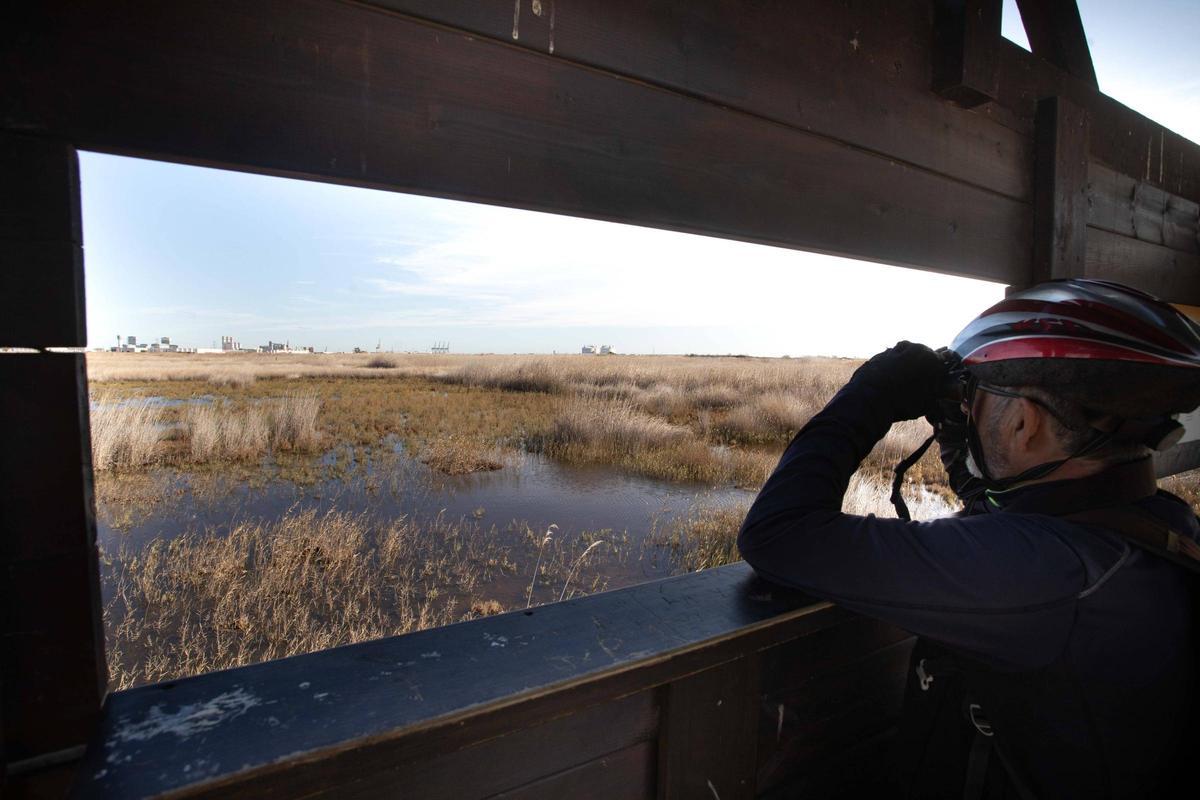 Observando aves en el marjal dels Moros.