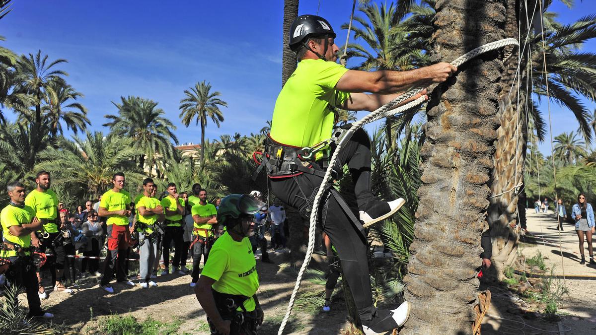 La primera fiesta del palmeral en Elche