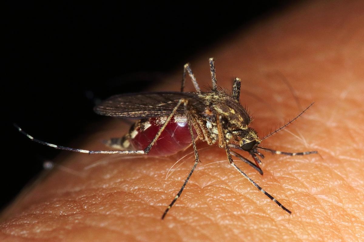 Mosquito morodiendo a una persona.