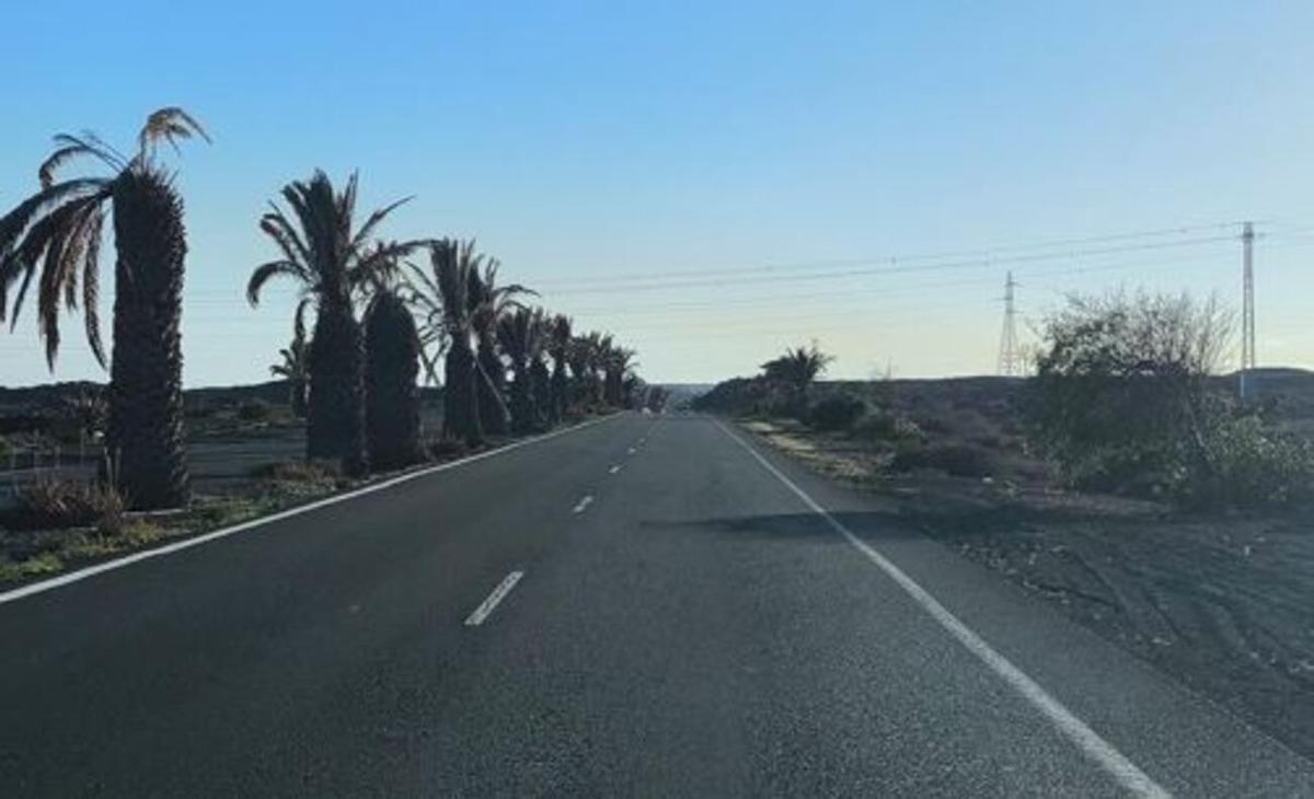 Palmeras en mal estado en la carretera entre Costa Teguise y Arrecife