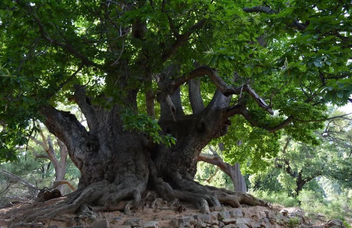 La Plataforma del Castaño pide la declaración del Castaño Santo de Istán como Monumento Natural de Andalucía