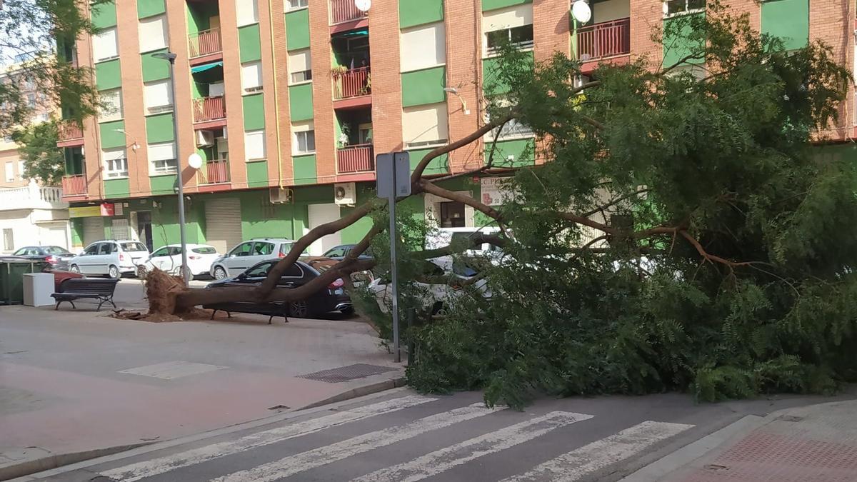 El fuerte viento derriba un árbol en la calle río Júcar de Castelló.