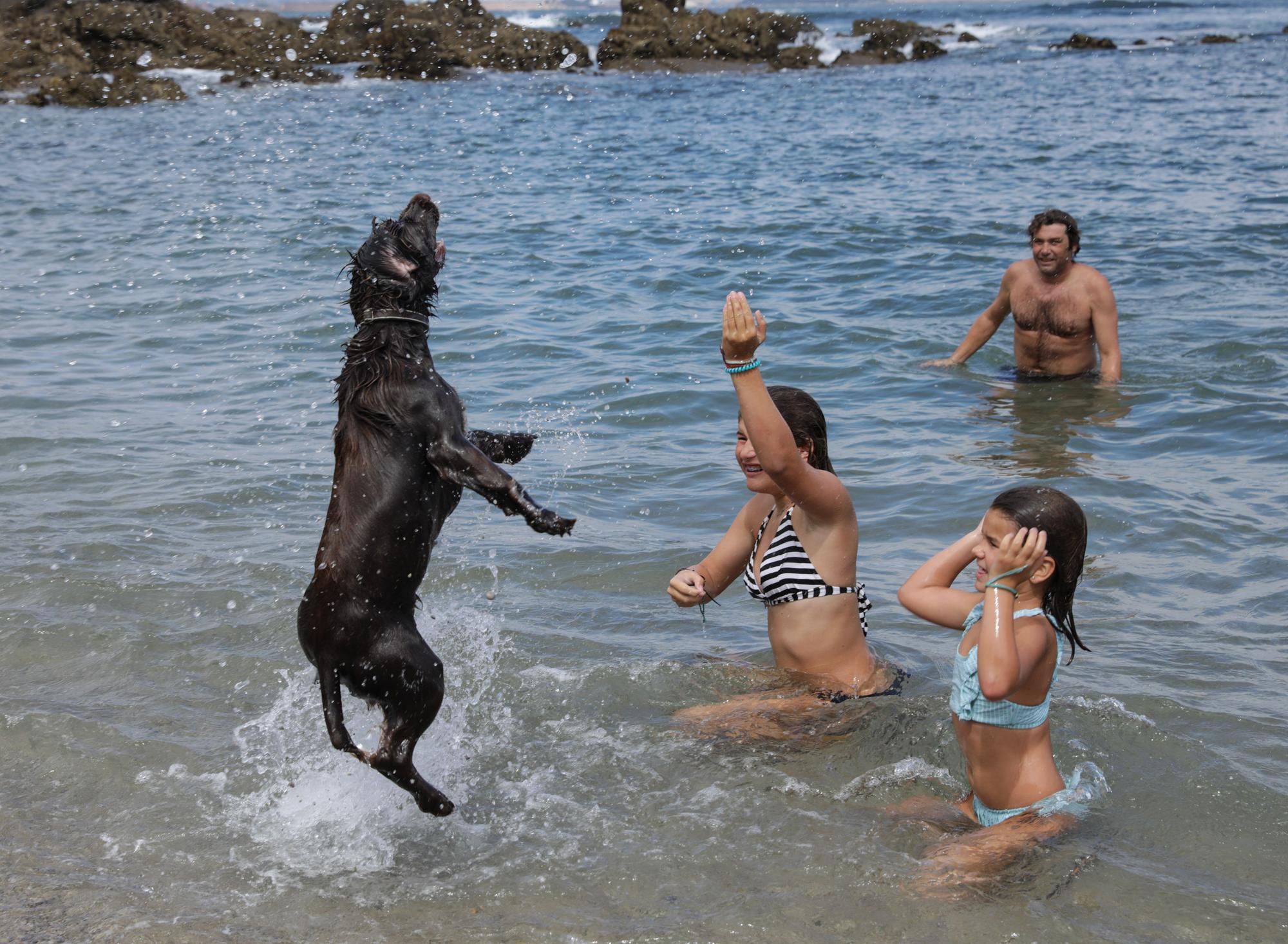 En imágenes: El perro y el bañista disfrutan en armonía