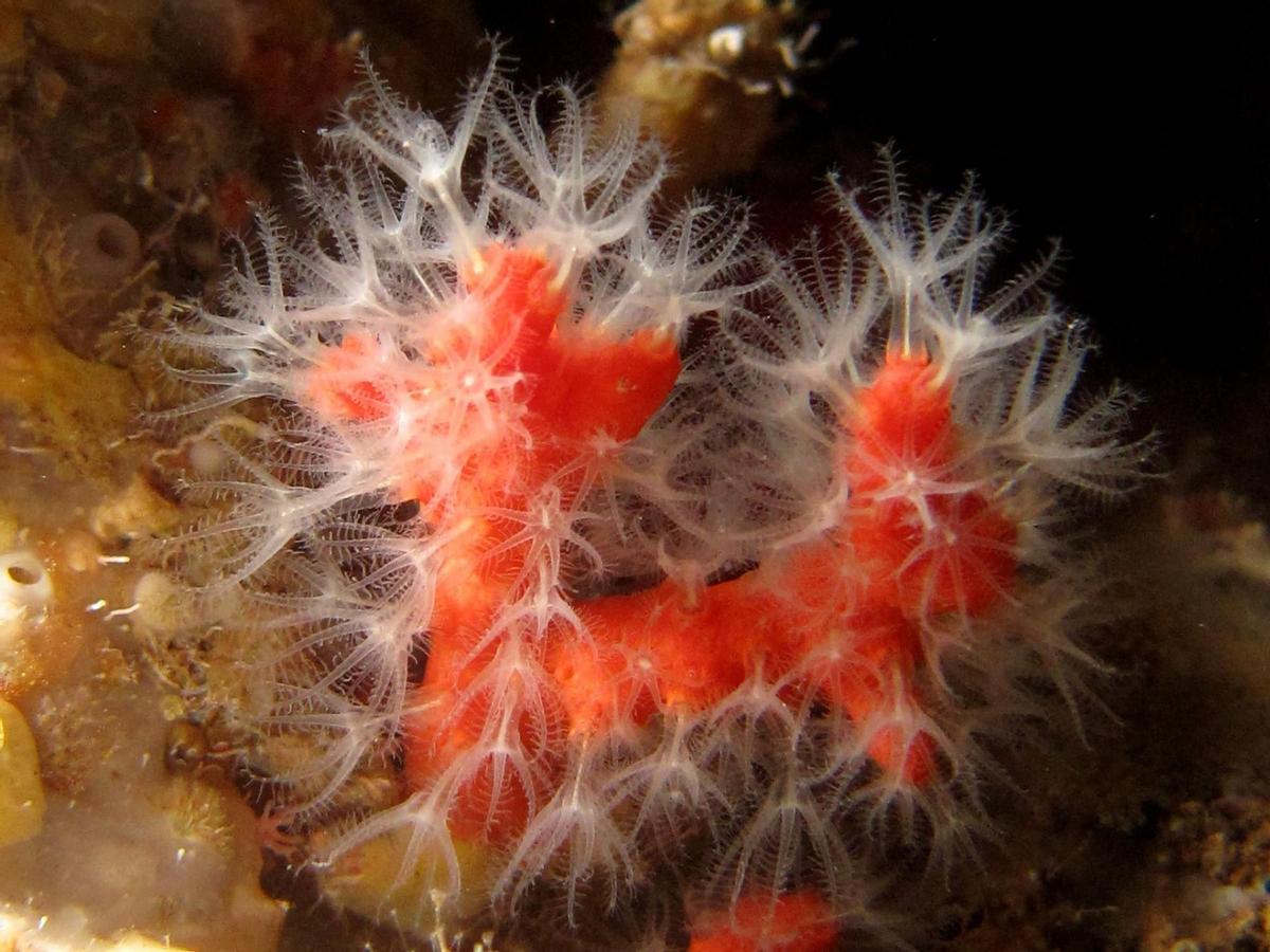Coral rojo en el Mediterráneo