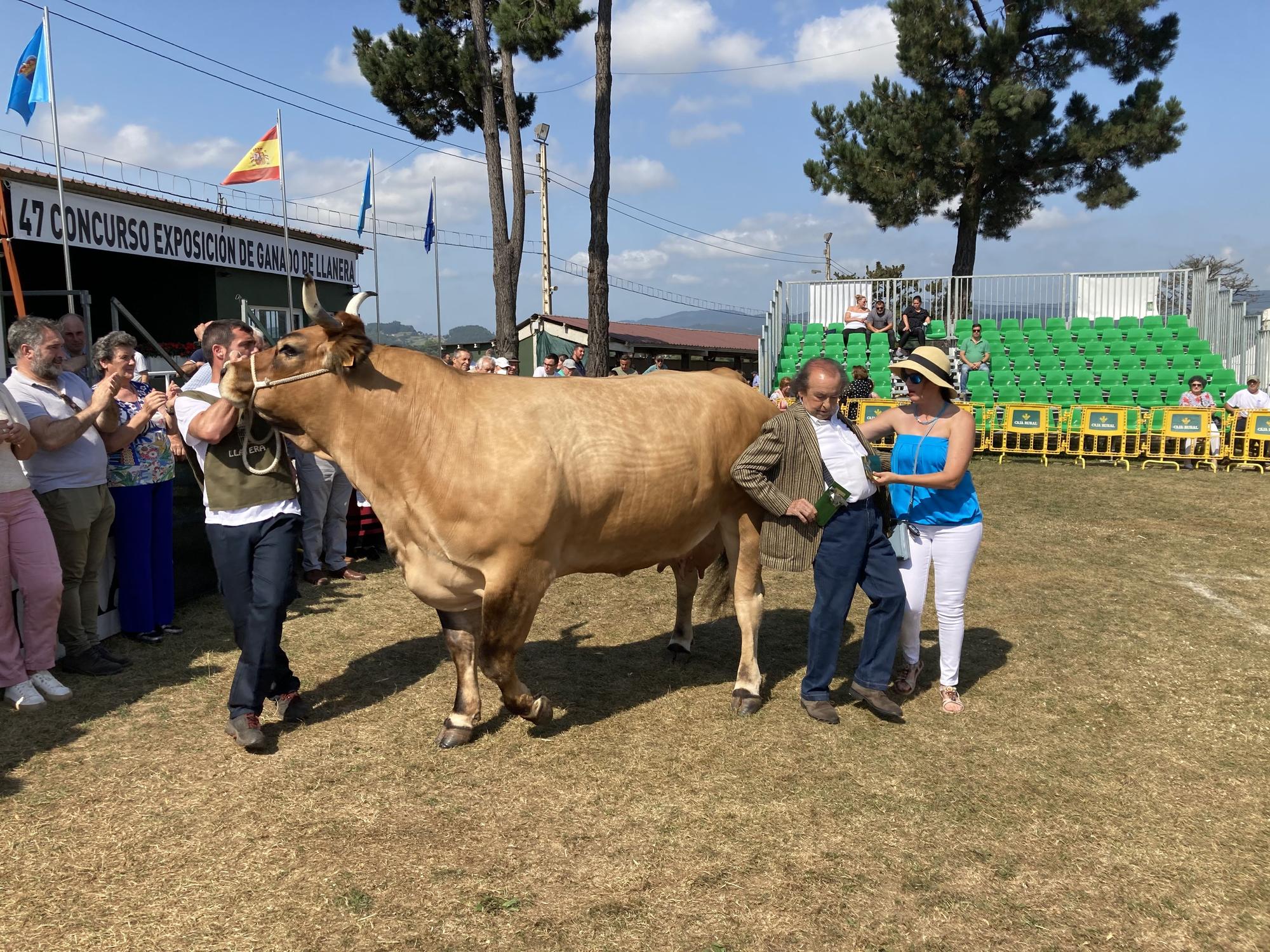 El concurso de ganado de Llanera fue todo un éxito: aquí tienes algunas de las reses ganadoras