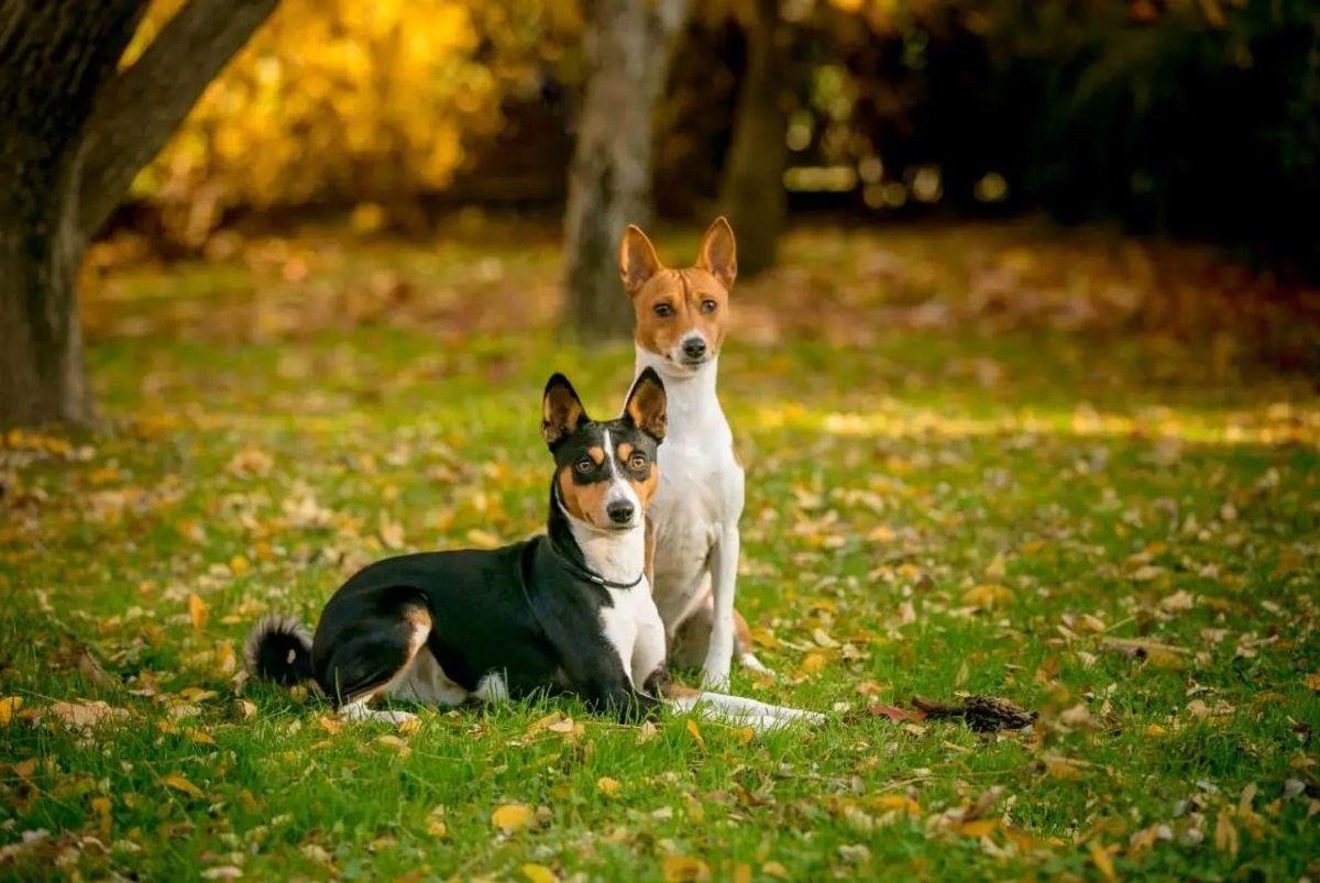 BASENJIS | Basenji: una de las razas de perro más antiguas que no ...