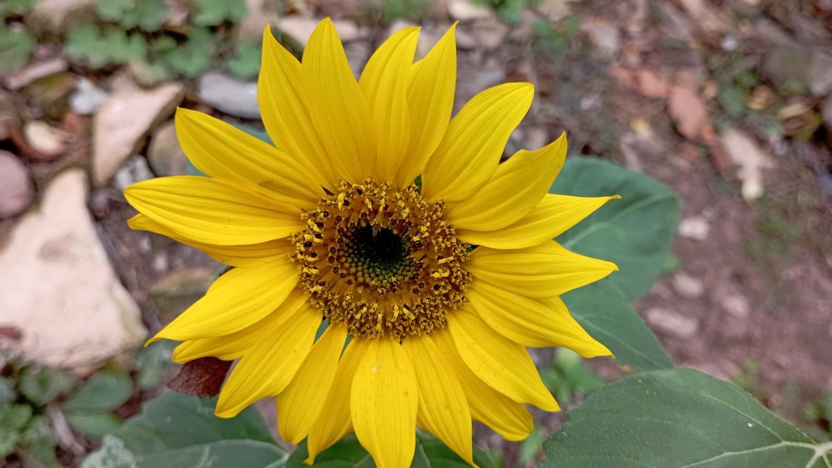 Gira-sol espontani de tardor.