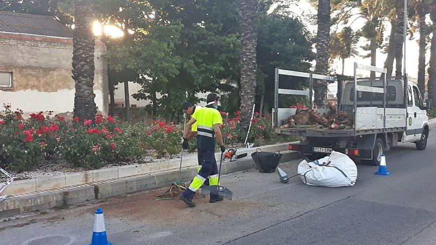 El picudo rojo sigue activo en Alzira