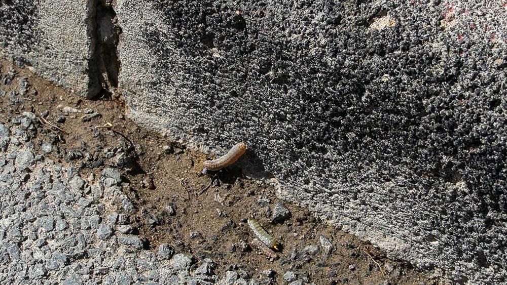 Una plaga de gusanos invade El Goro y Ojos de Garza