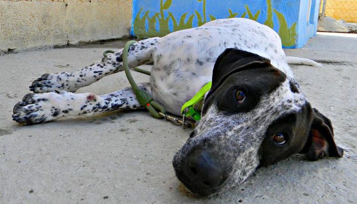 BRANDON. Llegó a la protectora cuando era un cachorro y lo adoptaron. Pero las excusas fueron las aliadas de su antigua familia para devolverlo, después de disfrutar sus años más dulces, lo condenaron a una jaula de nuevo. Hay que tener en cuenta que un cachorro tiene más probabilidades de ser adoptado que un adulto, en algunos casos la única posibilidad, así que ahora lo tiene difícil. Por ello, esperemos que, en este caso, a la segunda sea la vencida. Este cachorro juguetón de patas largas espera cada día encontrar, por fin, a su  compañero de aventuras.