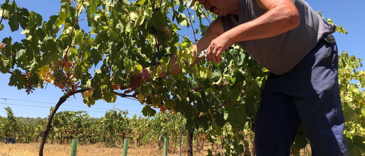 Uno de los vendimiadores que ayer cortaron la uva Pedro Ximenez.