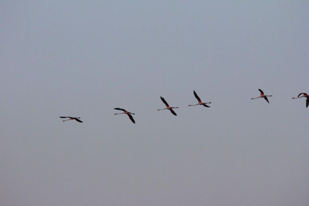 Unos seiscientos pollos de flamenco han sido anillados este sábado por voluntarios procedentes de toda España en la Reserva Natural Laguna de Fuente de Piedra,, actividad con la que la Junta realiza el seguimiento individual de estas aves y estudia diferentes aspectos de la biología de esta especie.