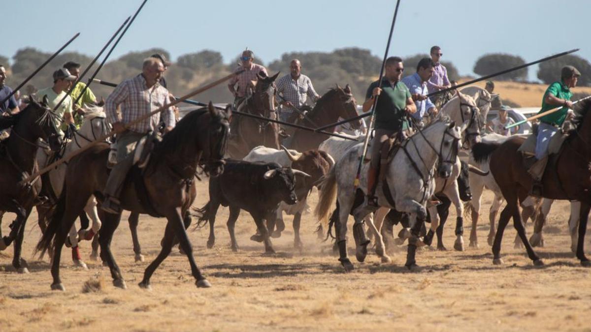 Fin de fiestas taurino en Carbajales