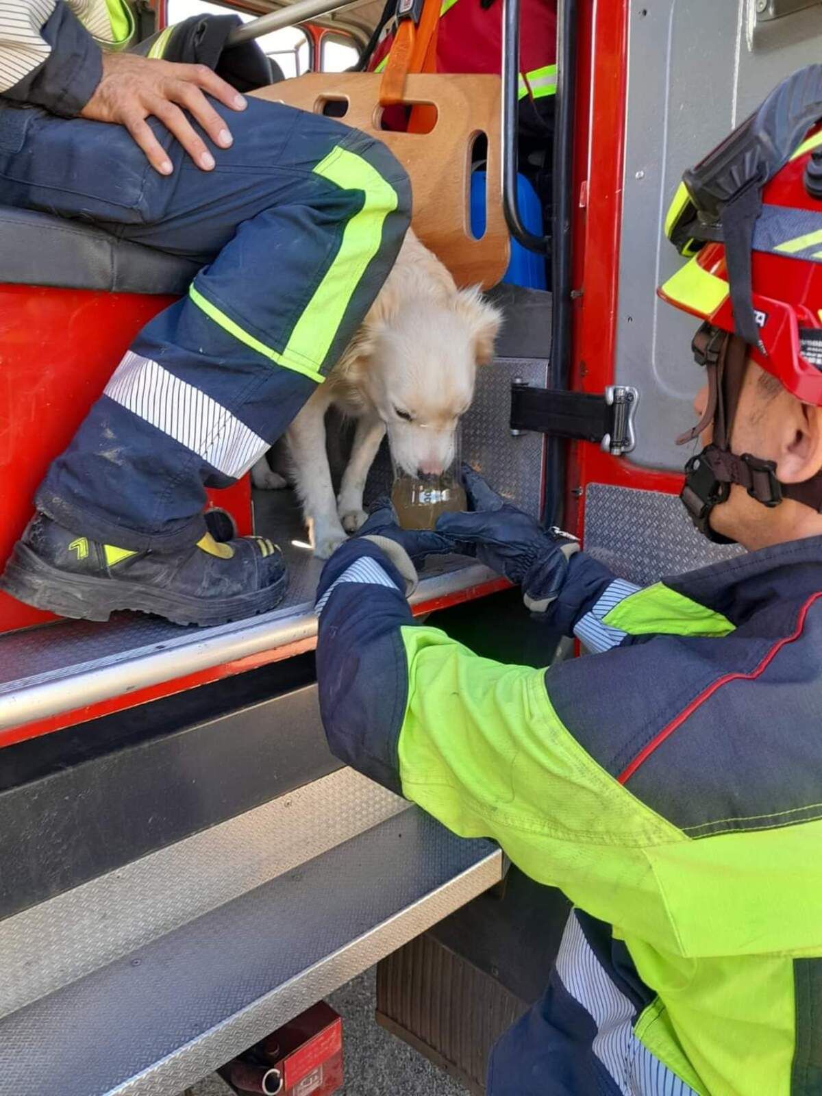 Perro rescatado de un depósito vacío en el municipio de San Bartolomé de Tirajana