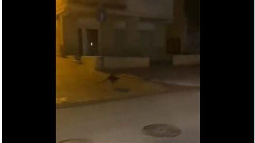 ¡Murcia, qué australiana eres! Graban un canguro por las calles de la ciudad