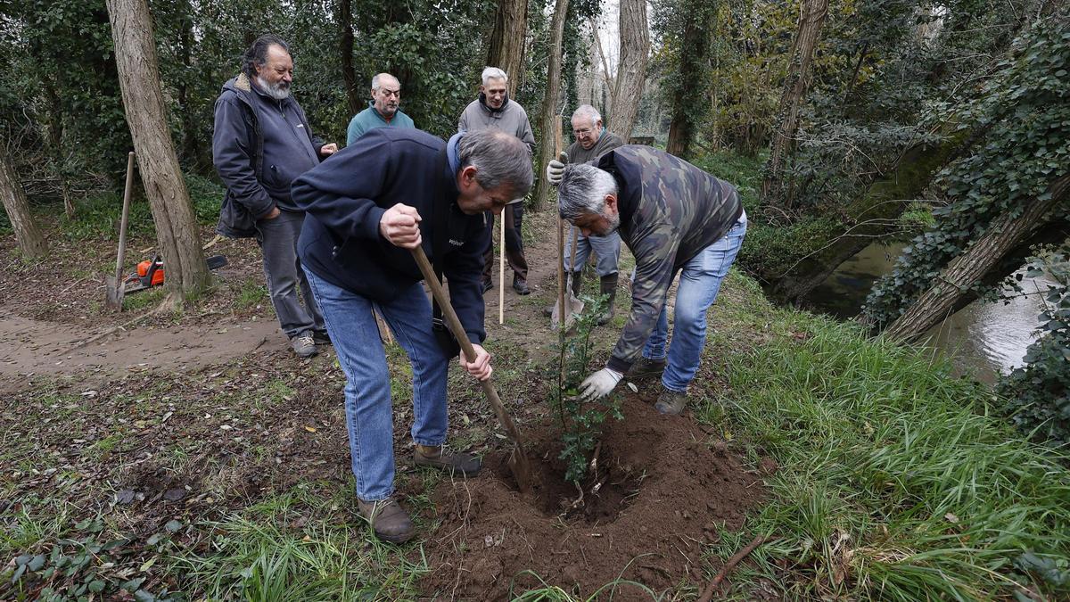 Plantación de árboles en la ribera del río de Os Gafos organizada por Vaipolorío.