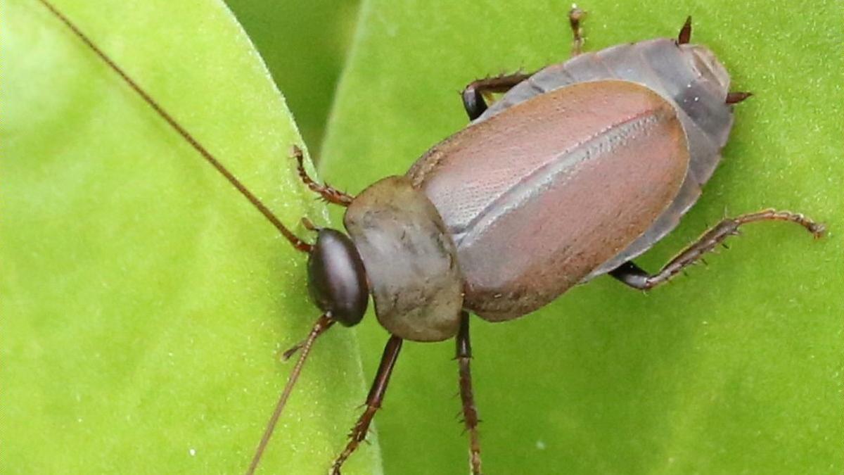 Cucaracha Diploptera punctata