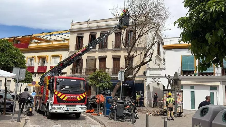 Vídeo | Cortan un árbol dañado por el temporal en la calle Castilla