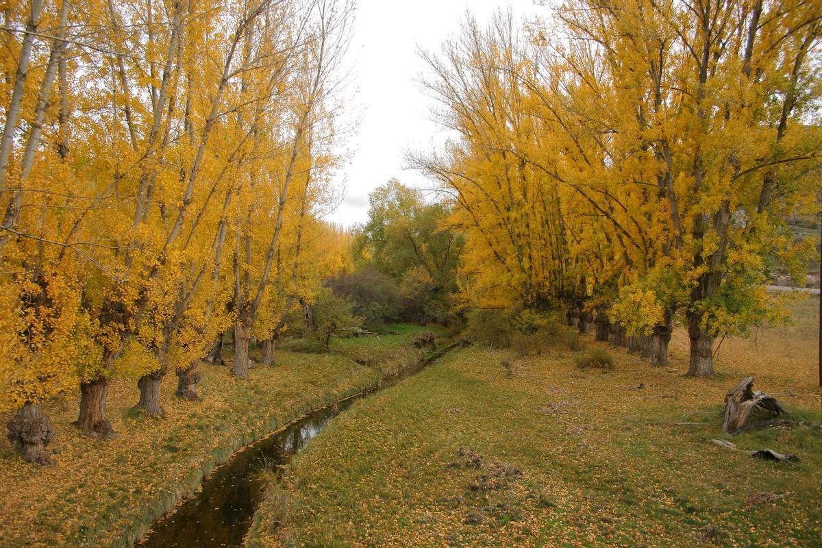 Parque Cultural del Chopo Cabecero en otoño