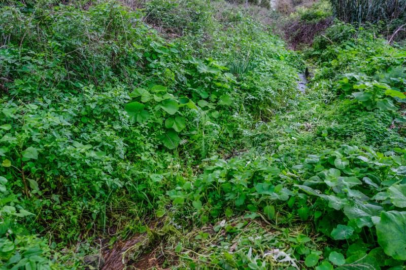 El agua caída con filomena beneficia al campo aruquense