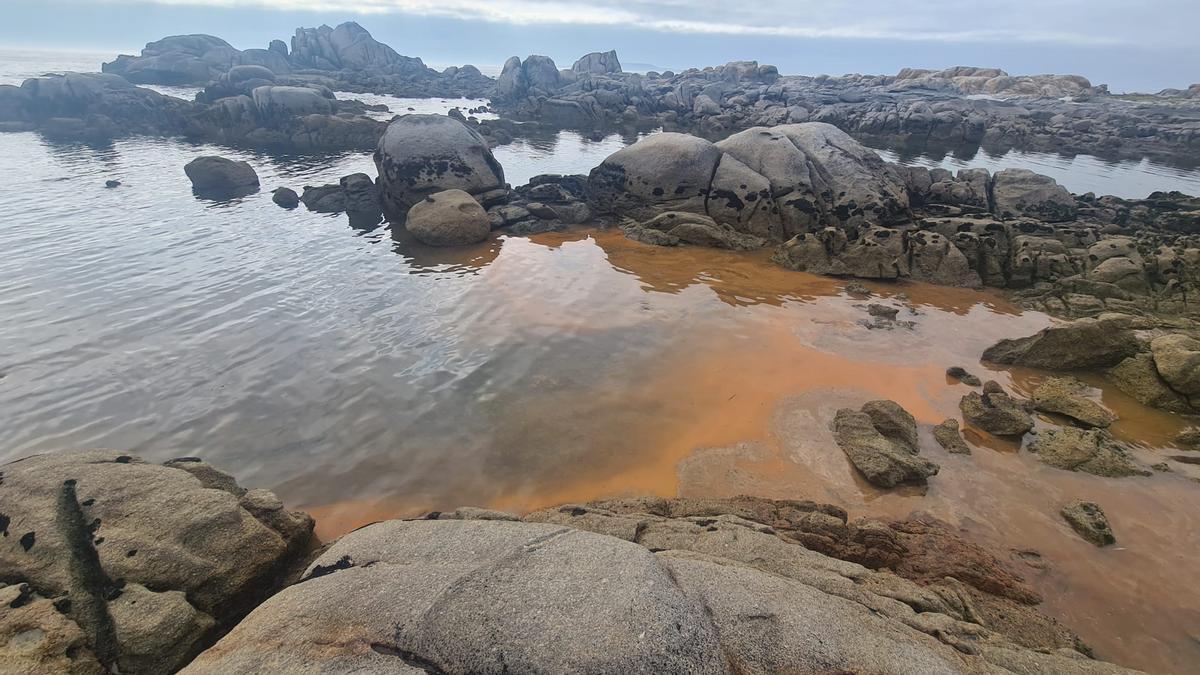 La &quot;marea roja&quot; llega a orillas de la playa de Con Negro, en O Grove