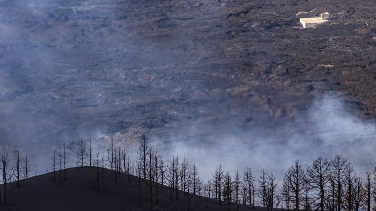 Los pinos calcinados con la colada del volcán de fondo. | | LP/DLP