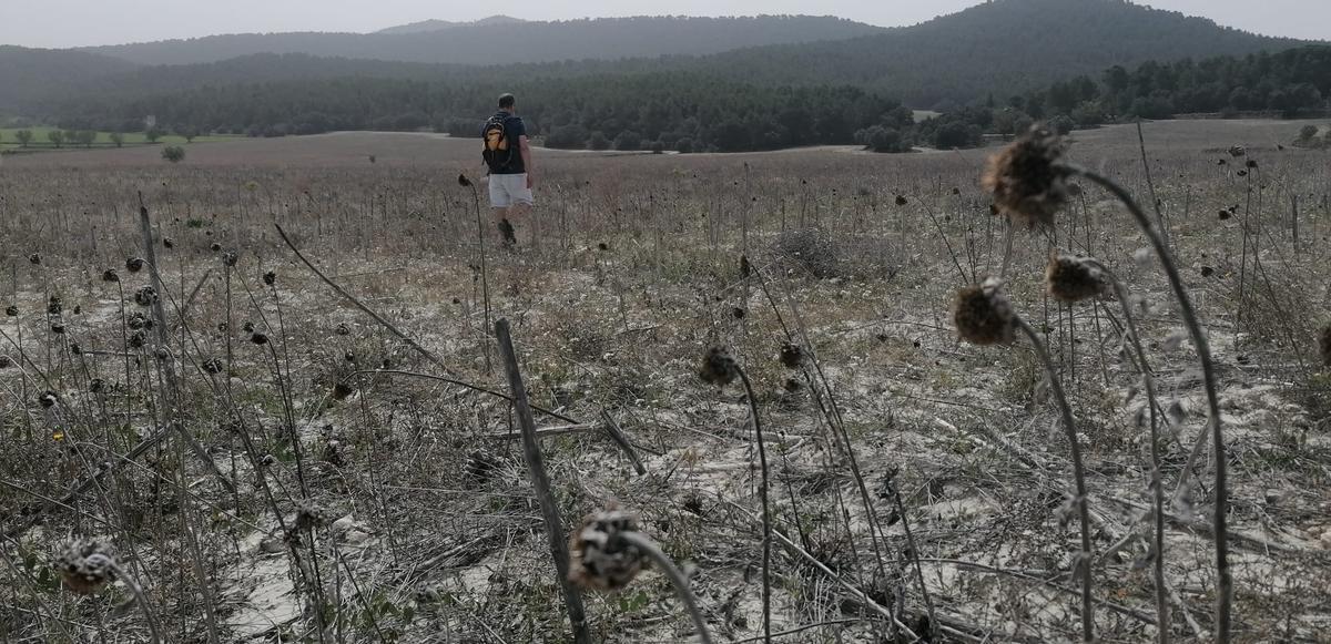 Un campo de cereales que se ha echado a perder por la falta de lluvias