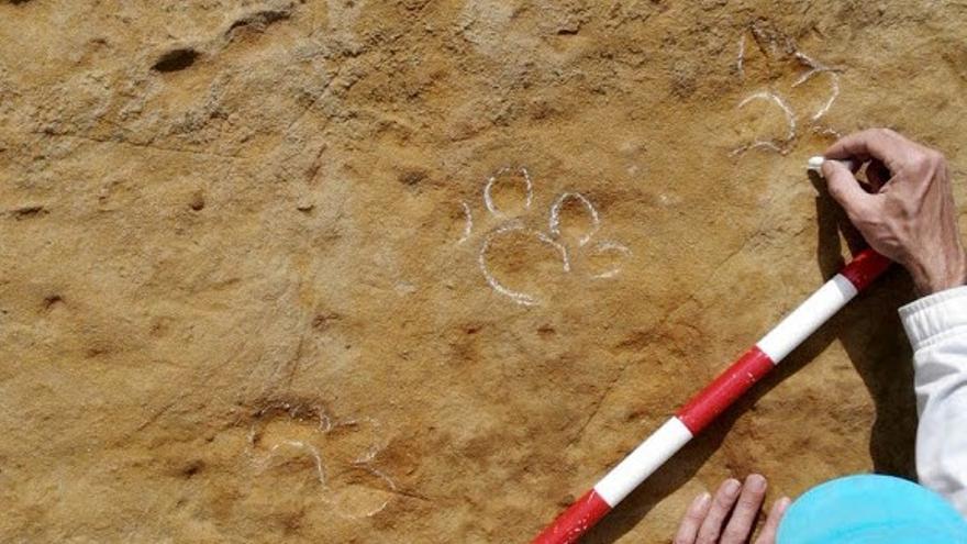 Identifiquen petjades d&#039;un animal de fa 3,1 milions d&#039;anys al jaciment del Camp dels Ninots de Caldes