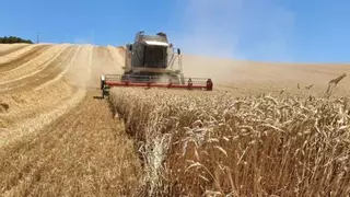 El campo extremeño advierte de que el precio del cereal se desploma por las importaciones de Ucrania