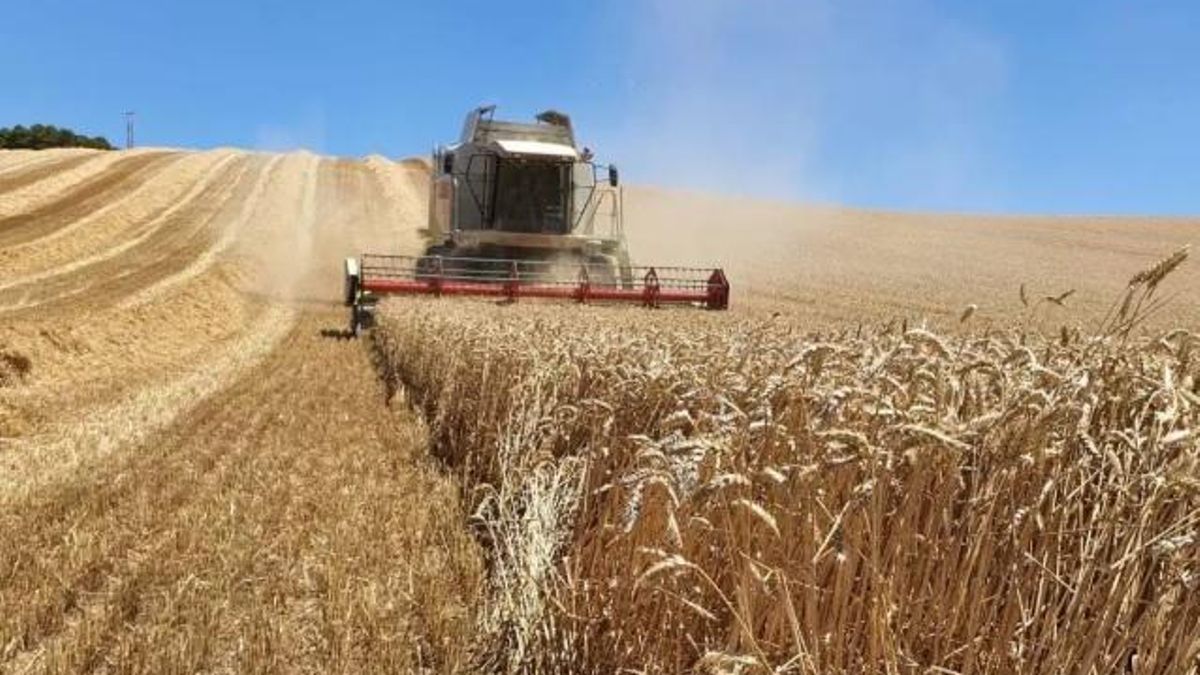 Una cosechadora recorre un campo de cereal.