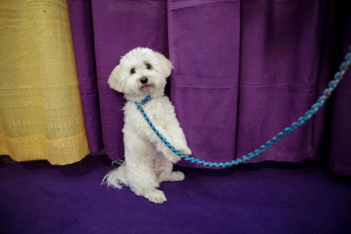 El Westminster Kennel Club, un dels shows de gossos de raça més importants del món