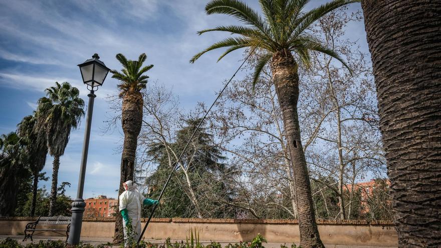Badajoz se fija en Elche para atajar el picudo rojo en sus palmeras