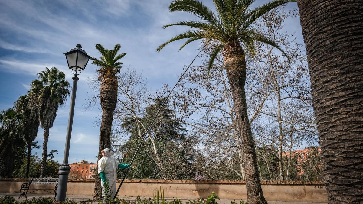 Ayer se inició el tratamiento en las palmeras de la avenida Ramón y Cajal.