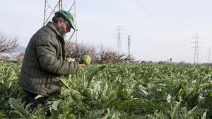 Albert Bou, agricultor en el Baix Llobregat, recoge las alcachofas plantadas en sus huertos de El Prat. 