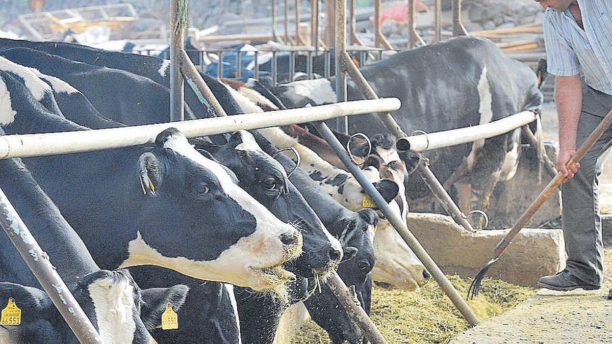 Un granjero alimenta a sus vacas en una finca de Gran Canaria.