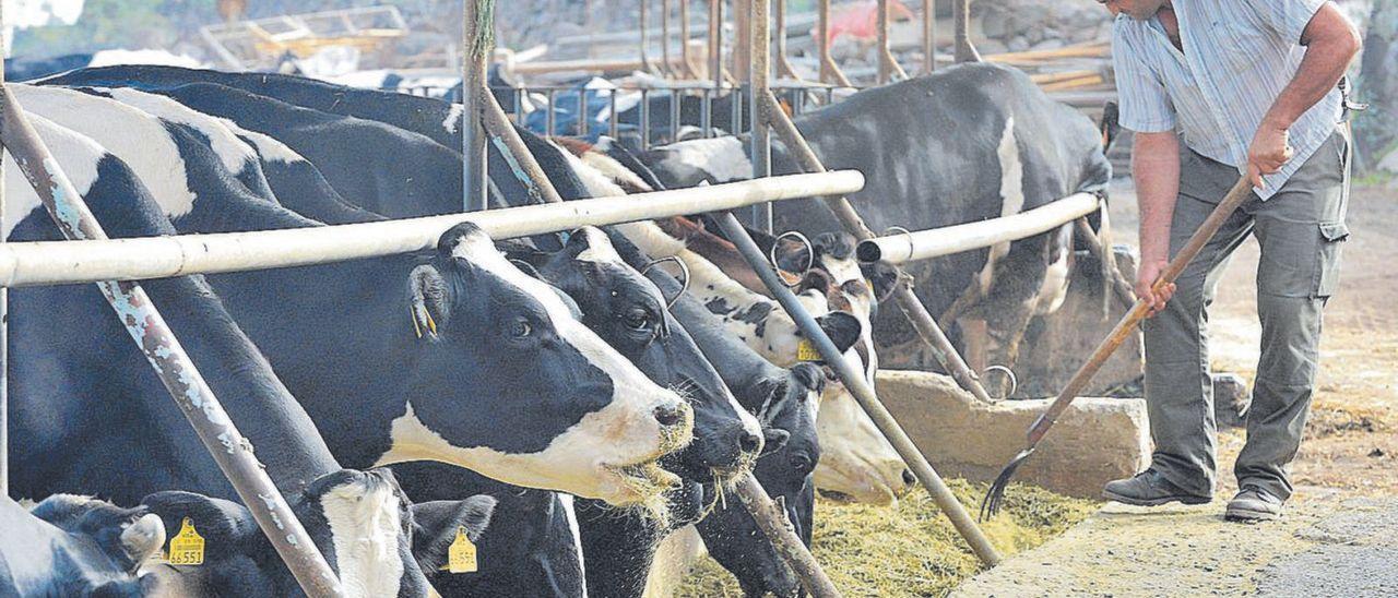 Un granjero alimenta a sus vacas en una finca de Gran Canaria.