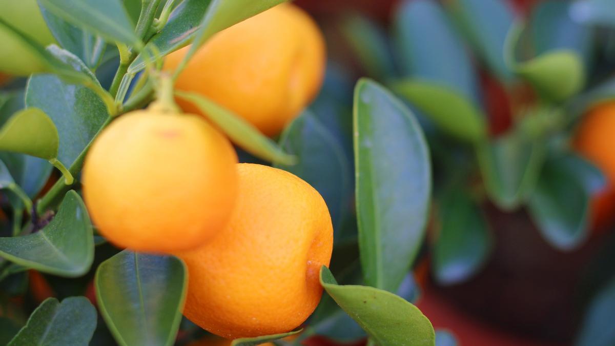 Cómo plantar un mandarino en maceta