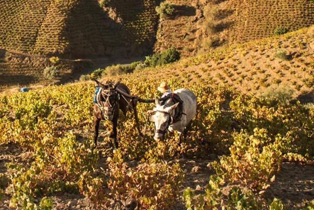 Varias instituciones quieren revitalizarel sector de la uva moscatel