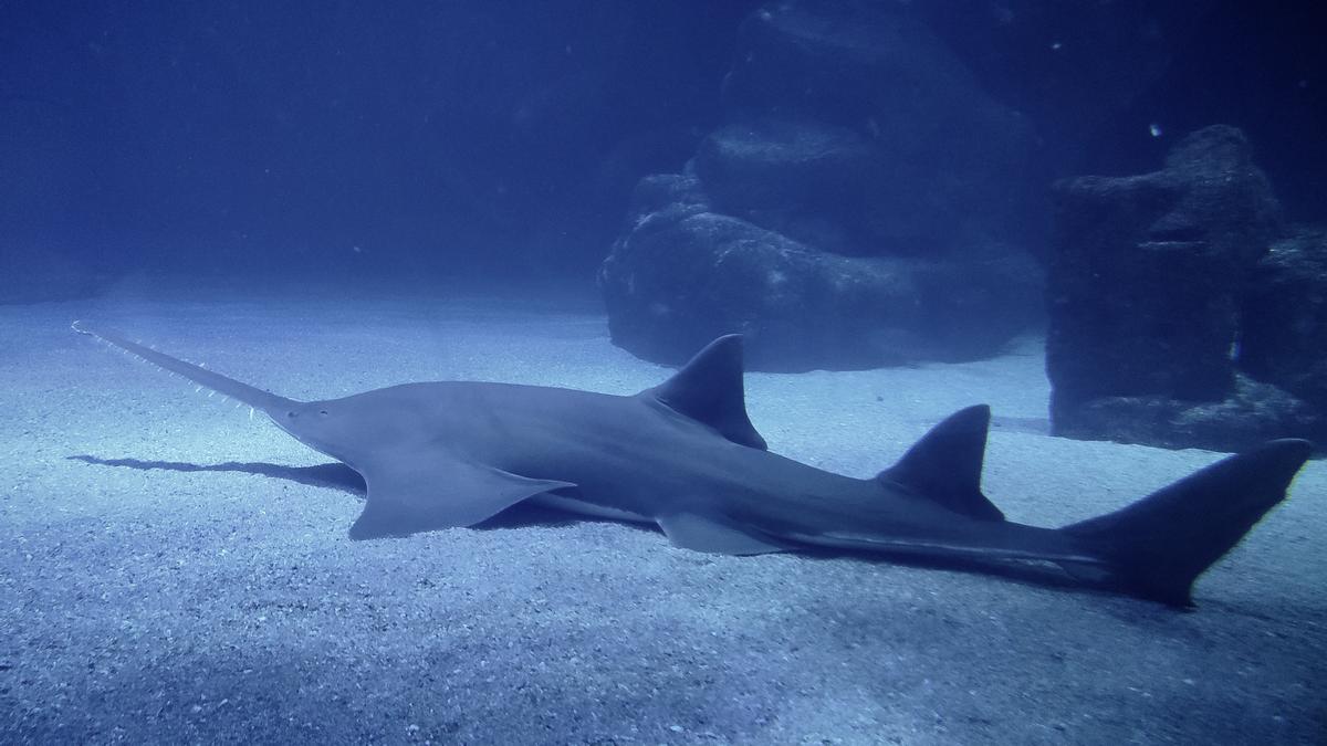 Un gran pez sierra de casi cuatro metros y 170 kilos, nuevo inquilino del Oceanogràfic