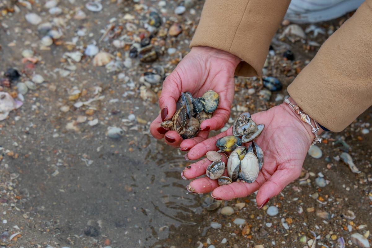 El marisco sigue muriendo en las playas gallegas.