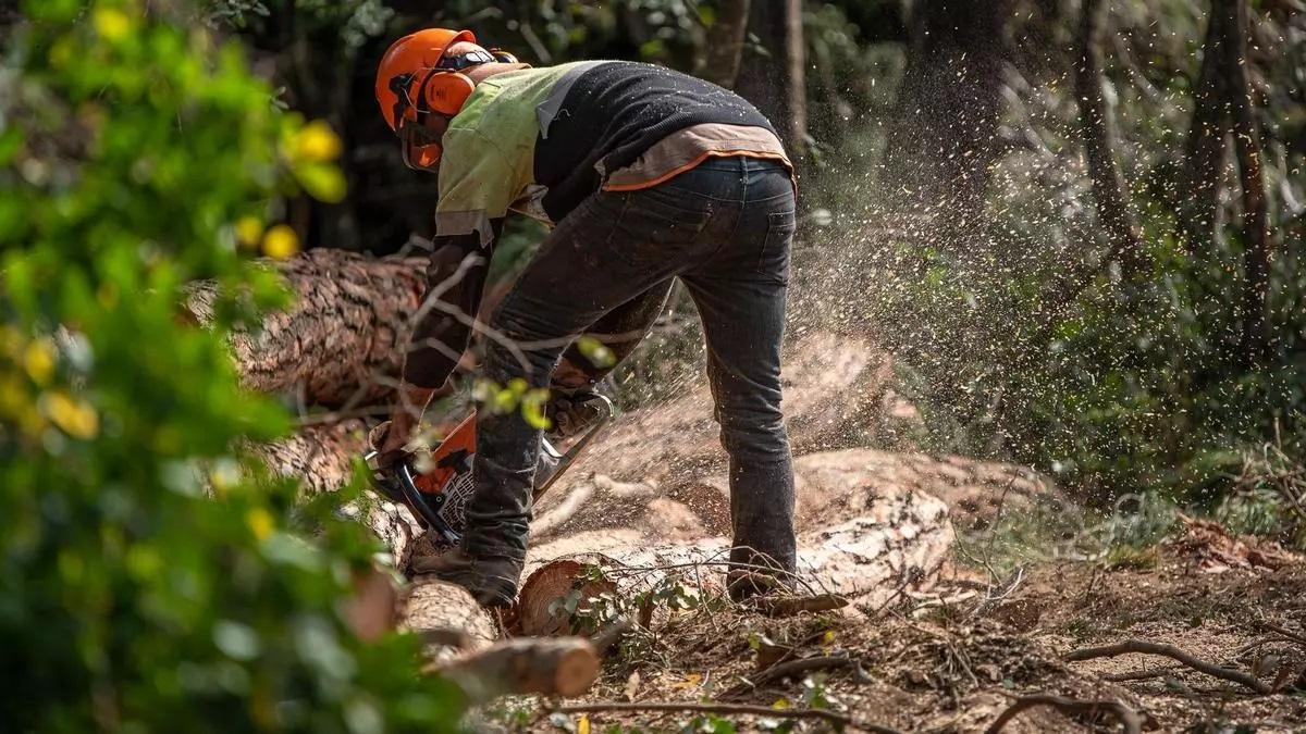 Treballs de gestió forestal
