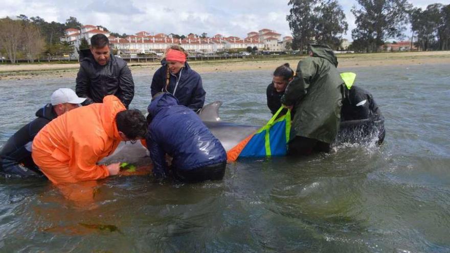 Un momento del rescate de los delfines, ayer. // Cedida BDRI-Cemma