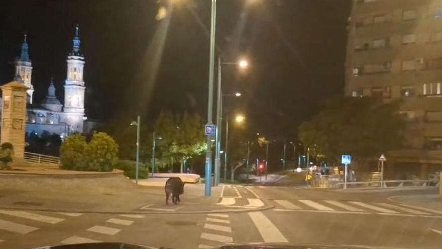 Vídeo | Un jabalí se pasea por las calles de Zaragoza