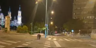 Vídeo | Un jabalí se pasea tranquilamente por las calles de Zaragoza