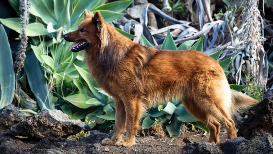 Larga vida al pastor garafiano, el perro autóctono de La Palma - El Día