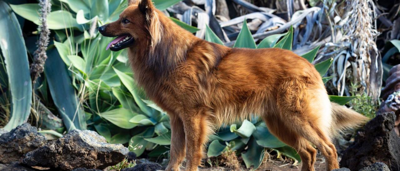 Un ejemplar de pastor garafiano, raza autóctona de perro de La Palma.