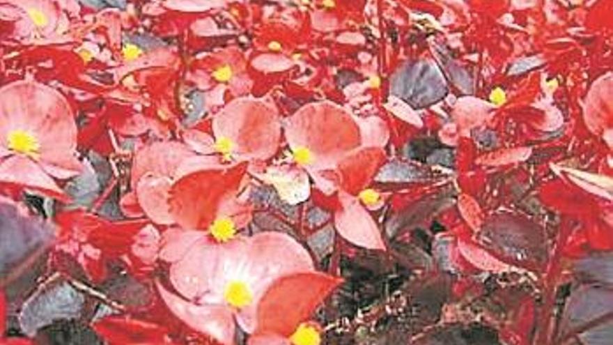 La begonia