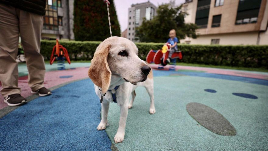 Un perro, ayer, en un parque infantil del centro de Oviedo. | Irma Collín