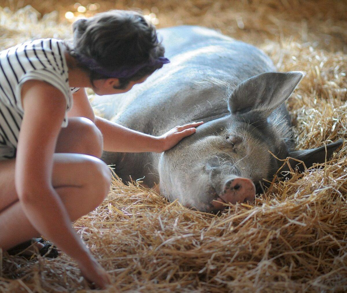 El negocio de la carne: 910 millones de animales sacrificados en España en 2020