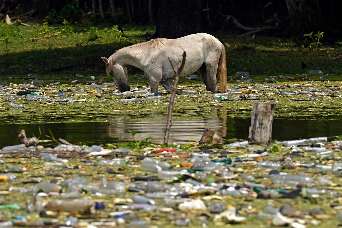 Un caballo bebe agua entre residuos de plástico y cristal, en la reserva de Cerron Grande, en Potonico, El Salvador, el 9 de septiembre del 2022.